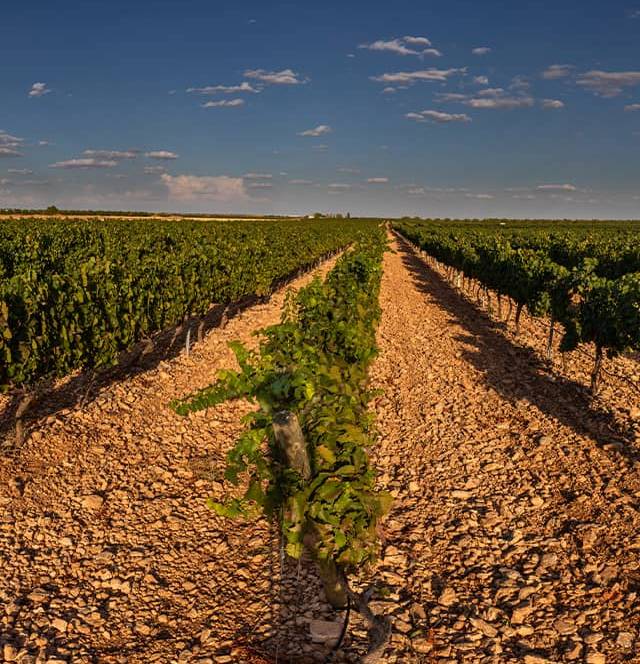 Viñedo Bodegas Muñoz