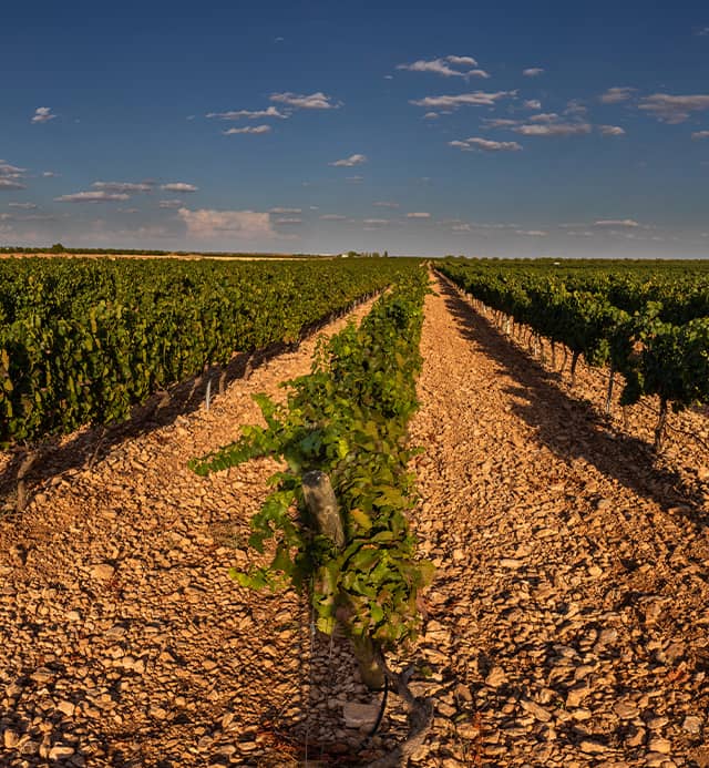 Viñedo Bodegas Muñoz