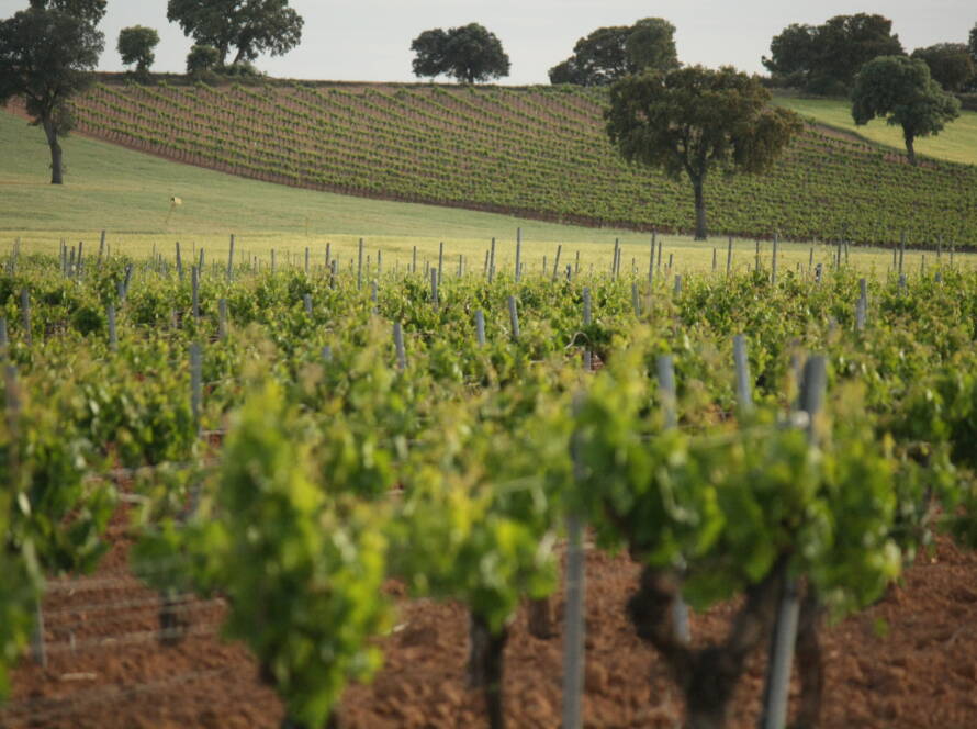 Viñedo Bodegas Muñoz